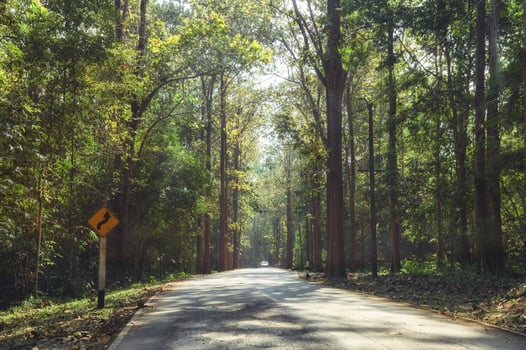 Tropical rainforest with sunlight on asphalt road photo