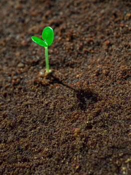 Young seedlings growth on moist soil photo