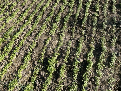 Thriving green manure cover crop beds photo