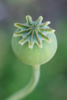 Opium Poppy Capsule photo