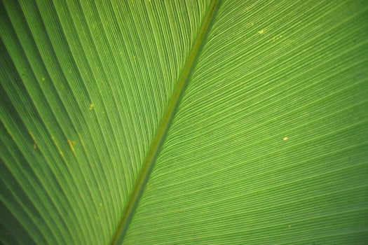 Closeup green Calathea leaf photo