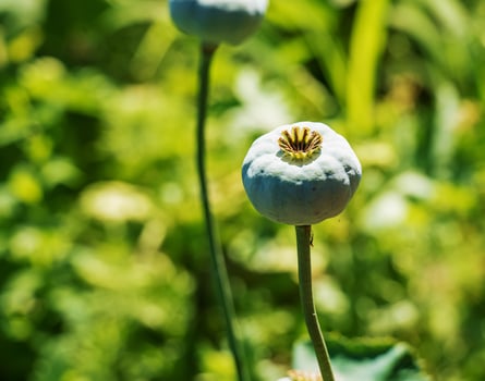 Achene with seeds of the maturing poppy plant. The stem and the box with the seeds of medicinal red poppy. photo