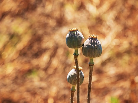 Achene with seeds of the maturing poppy plant. The stem and the box with the seeds of medicinal red poppy. photo