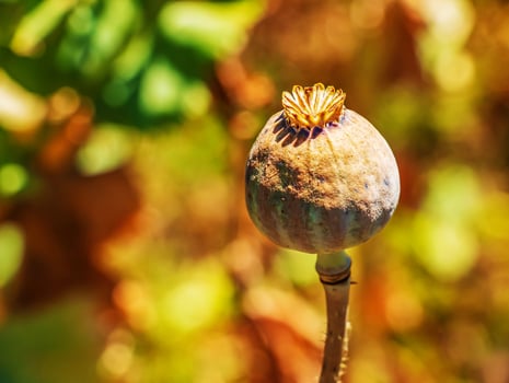 Achene with seeds of the maturing poppy plant. The stem and the box with the seeds of medicinal red poppy. photo