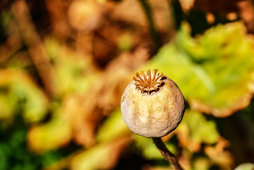 Achene with seeds of the maturing poppy plant. The stem and the box with the seeds of medicinal red poppy. photo