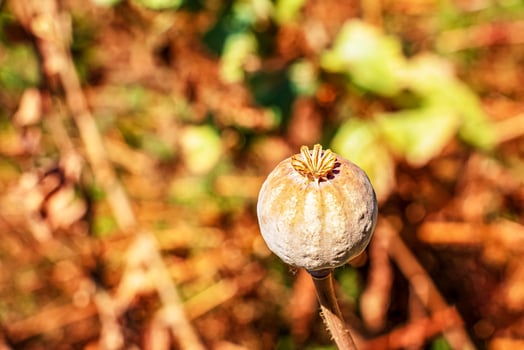 Achene with seeds of the maturing poppy plant. The stem and the box with the seeds of medicinal red poppy. photo