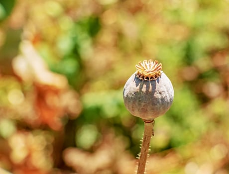 Achene with seeds of the maturing poppy plant. The stem and the box with the seeds of medicinal red poppy. photo