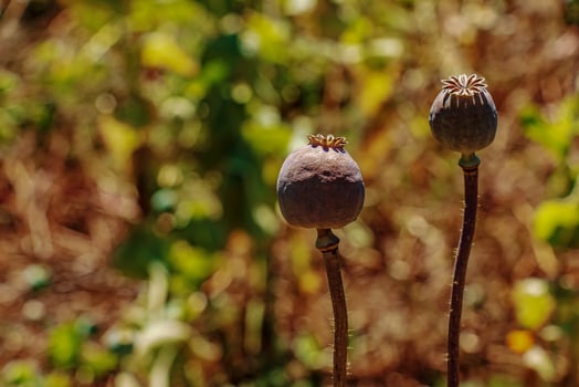 Achene with seeds of the maturing poppy plant. The stem and the box with the seeds of medicinal red poppy. photo