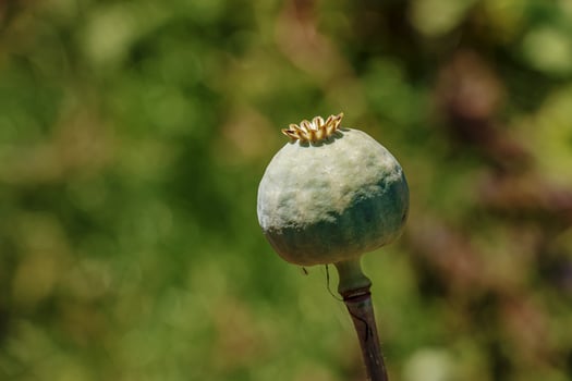 Achene with seeds of the maturing poppy plant. The stem and the box with the seeds of medicinal red poppy. photo