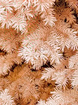Spruce tree with orange tint photo