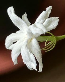Double saddle Jasmine photo