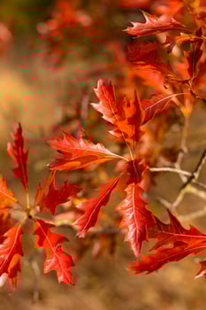 Red maple leaves on a tree. Autumn Park photo