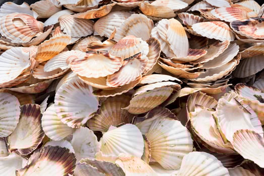 Scallop shells heap photo