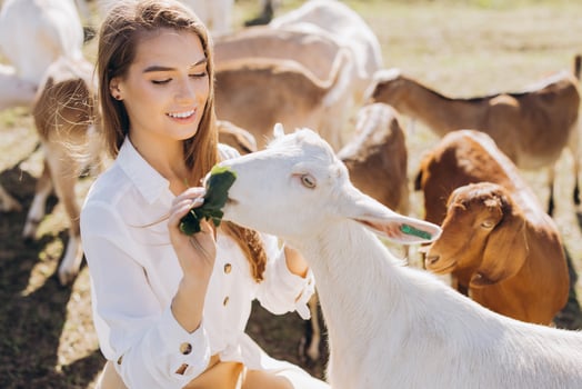 Young Woman Feeding Happy Goat on Sunny Farm Surrounded by Grazing Animals photo