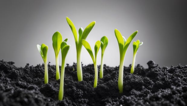 Young sprouts growing in the soil photo