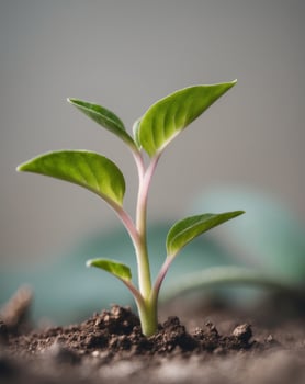 A small plant sprouting from the ground photo
