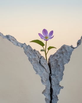 A flower growing out of a crack in a wall photo