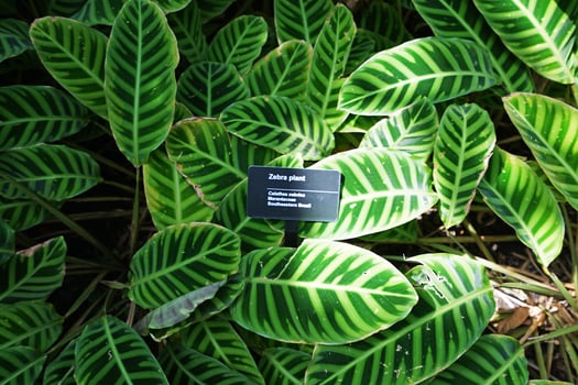 Close up green Zebra plants in natural park photo