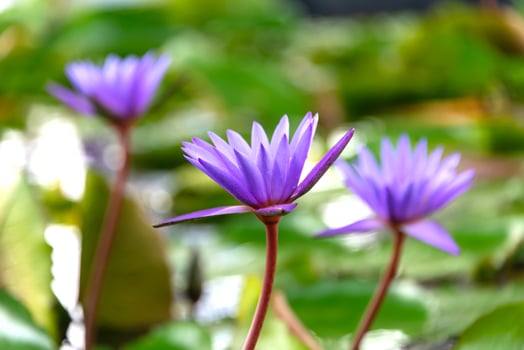 Purple water lily in the pond photo