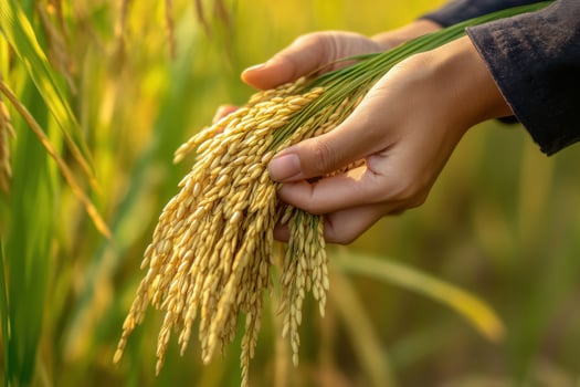 Farmer holding rice crop in hands at plantation during harvest season photo