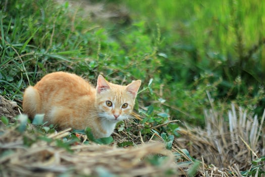 Beautiful Orange Cat Sitting on Grass photo