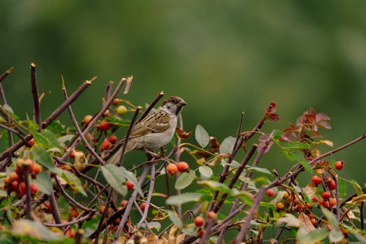 Sparrow sitting on a rose fruit tree photo