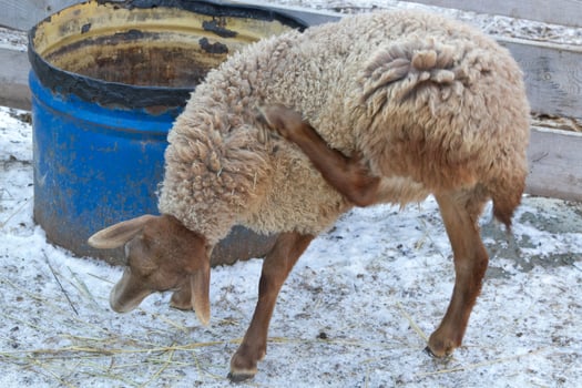 A sheep is scratching its back on a blue barrel photo