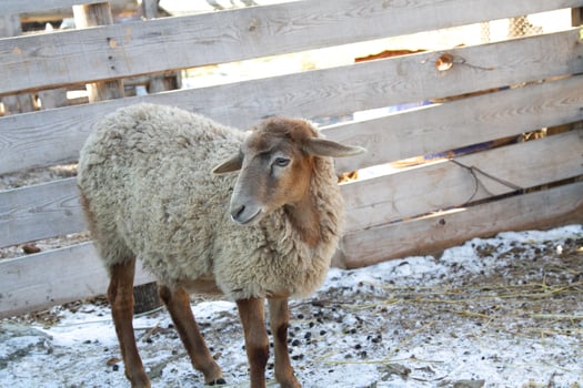 A sheep standing in a snow covered area photo
