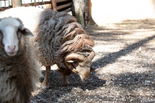 A sheep with a long horn photo
