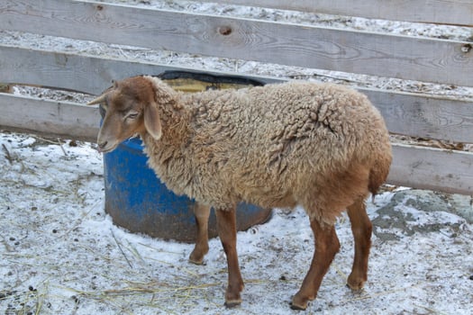 A sheep standing in the snow next to a blue barrel photo