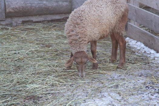 A sheep eating hay in a pen photo