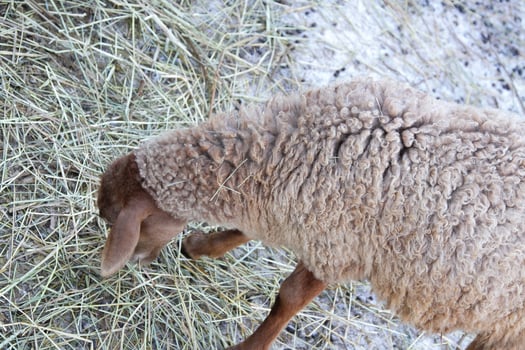 A sheep eating hay in a field photo