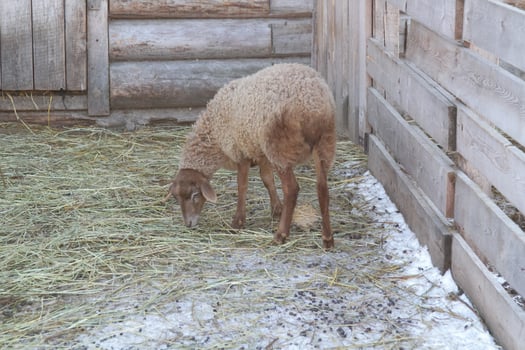A sheep eating hay in a pen next to a wooden fence photo