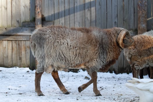 A ram standing next to a duck photo