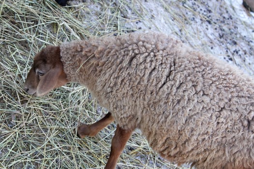A sheep eating hay on a hillside photo