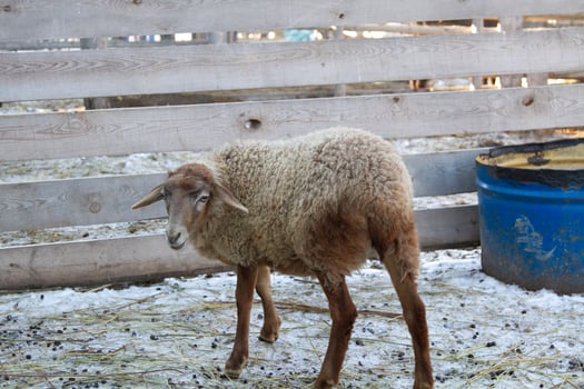 A sheep standing in a pen with a blue barrel photo