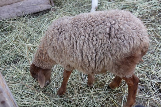 A sheep eating hay in a pen photo