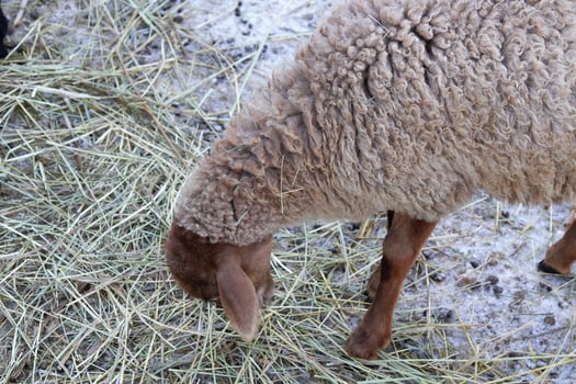A sheep eating hay in a field photo