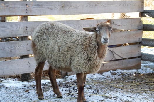 A sheep standing in a pen with a fence photo