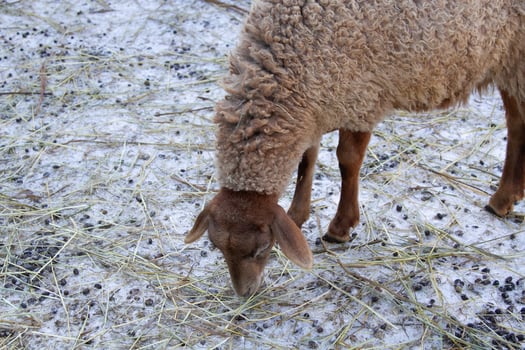 A sheep eating grass in a field photo