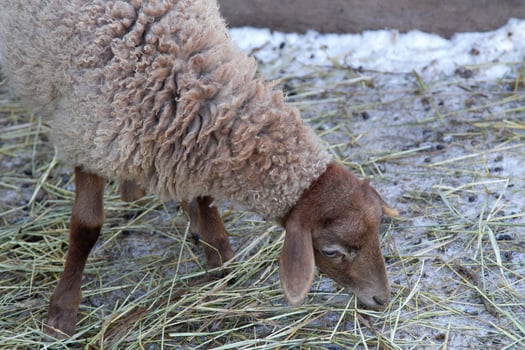 A sheep eating grass in a field photo