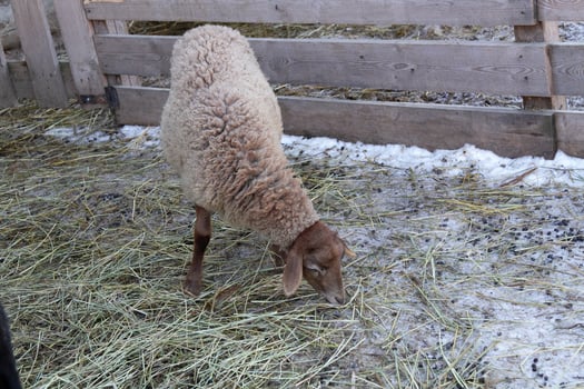 A sheep eating hay in a pen photo