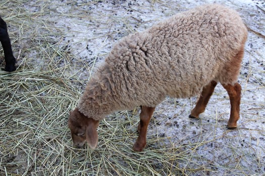 A sheep eating grass in a field photo