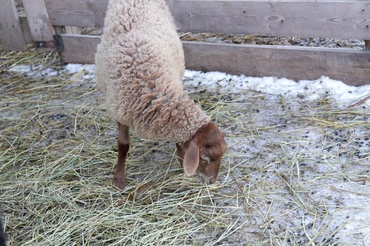 A sheep eating grass in a pen with snow on the ground photo