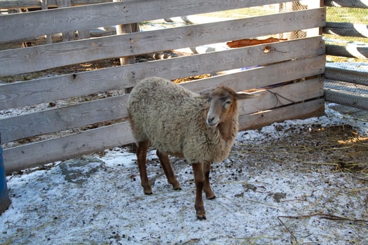 A sheep standing in a snow covered pen photo