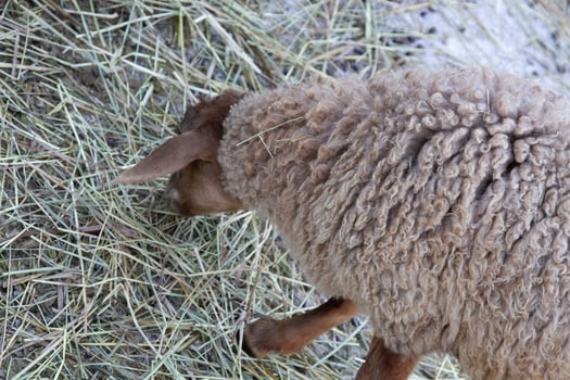 A sheep eating hay photo