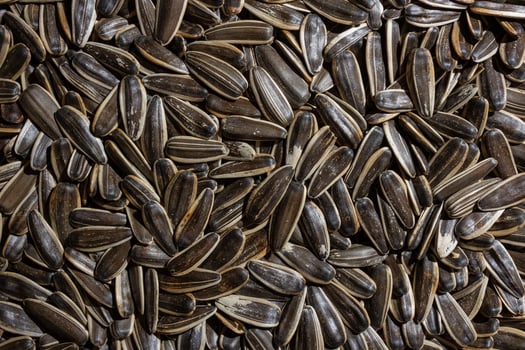 Non Salty Roasted Sunflower Seeds in Shell. A Culinary Canvas of Sunflower Kernels, Creating a Lively and Textured Background for Gourmet Cooking. Scattered Sun Flower Seeds - Top View, Flat Lay photo