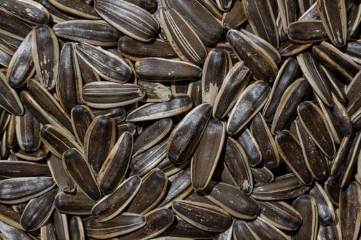 Non Salty Roasted Sunflower Seeds in Shell. A Culinary Canvas of Sunflower Kernels, Creating a Lively and Textured Background for Gourmet Cooking. Scattered Sun Flower Seeds - Top View, Flat Lay photo