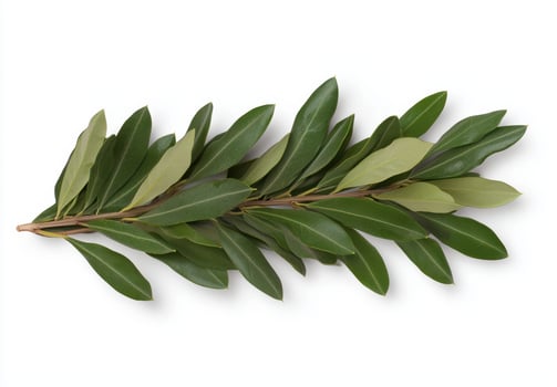 Fresh green bay leaves on white background photo
