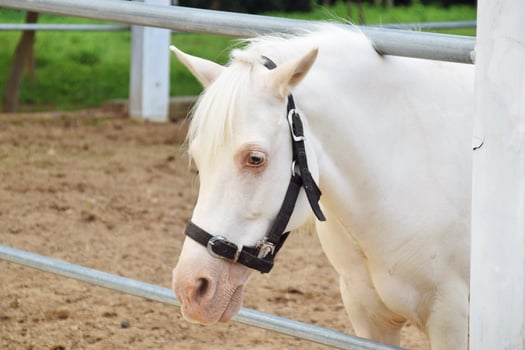 The head of a white pony is standing in the horse stable photo